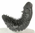 Curved Drotops Armatus Trilobite - Super Spiny #37517-3